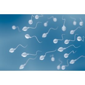 Akroszóma reakció mérése