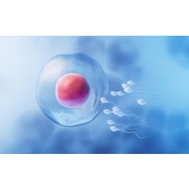 Infertilitás csomag II.