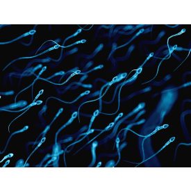 Férfi reproduktív panel